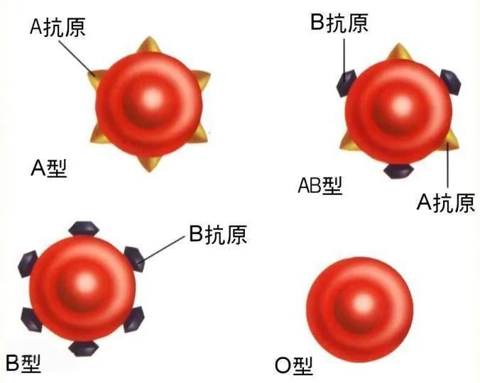 血型鉴定的原理是什么 血型可以鉴定亲子关系吗